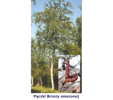 BETULA PUBESCENTE fee 15ml pączki Brzozy omszonej